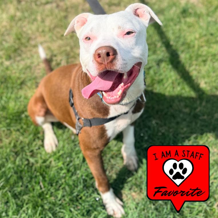 Aries, a Adoptable Pit Bull Terrier in Champaign, IL image 1/6