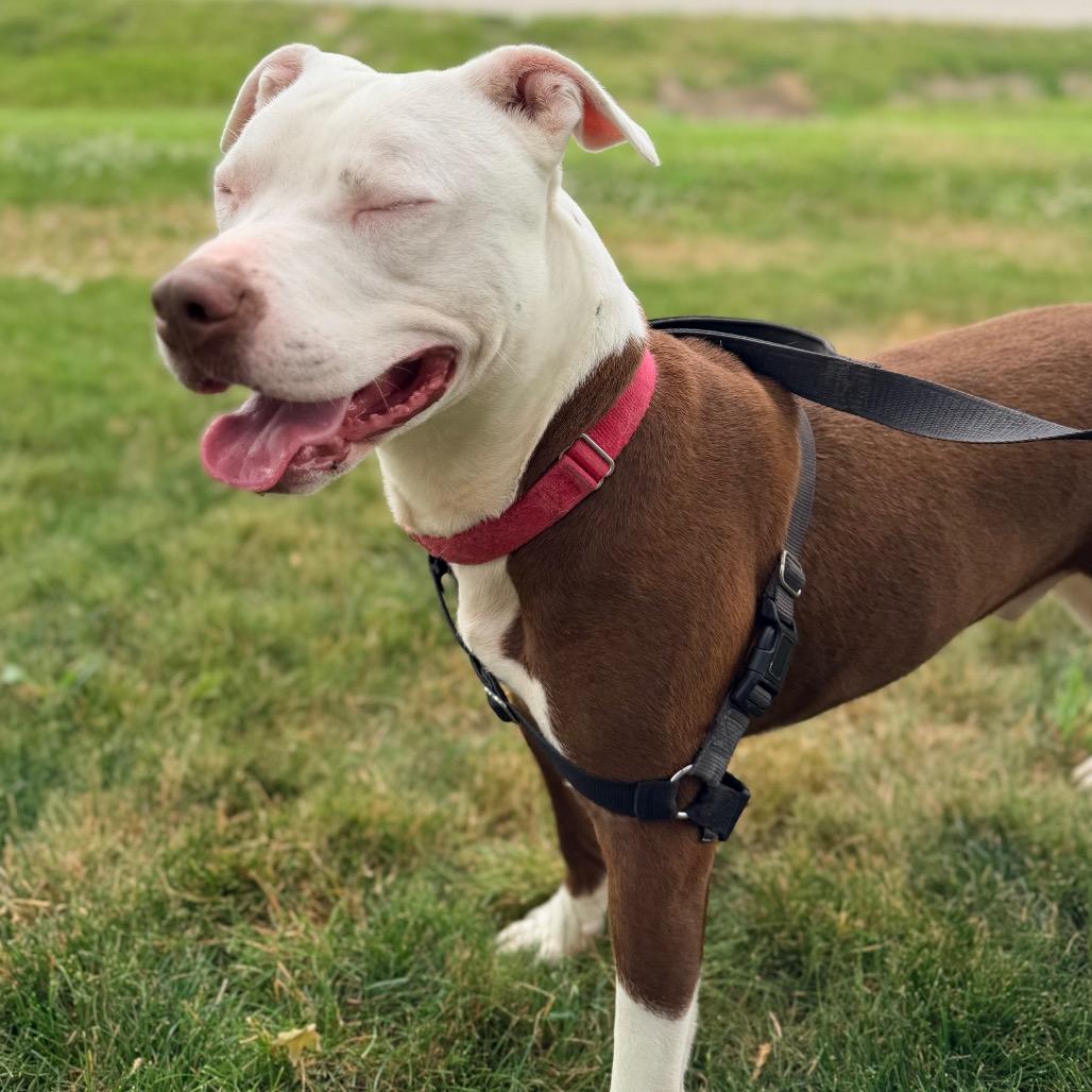 Aries, a Adoptable Pit Bull Terrier in Champaign, IL image 2/6