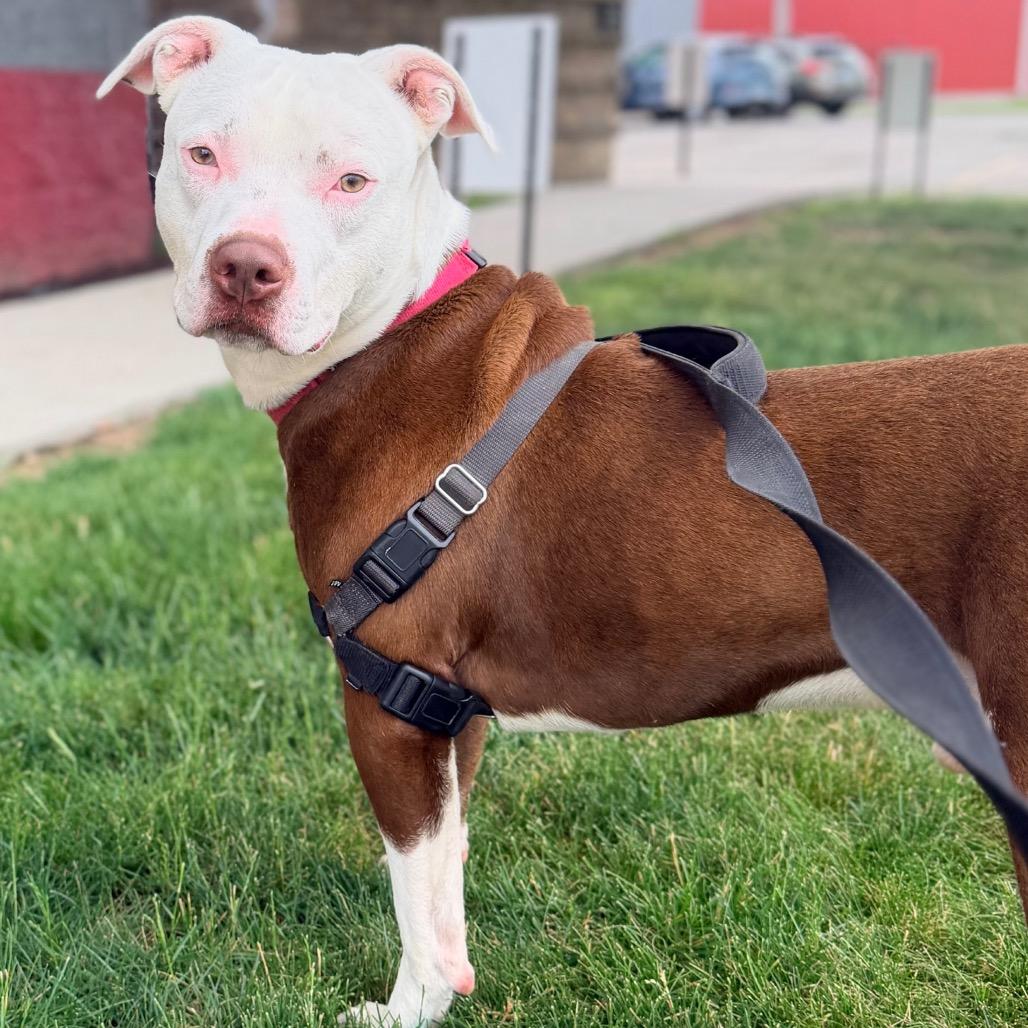 Aries, a Adoptable Pit Bull Terrier in Champaign, IL image 3/6