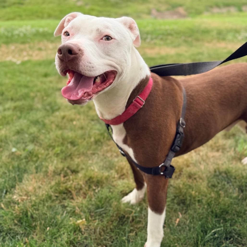 Aries, a Adoptable Pit Bull Terrier in Champaign, IL image 4/6