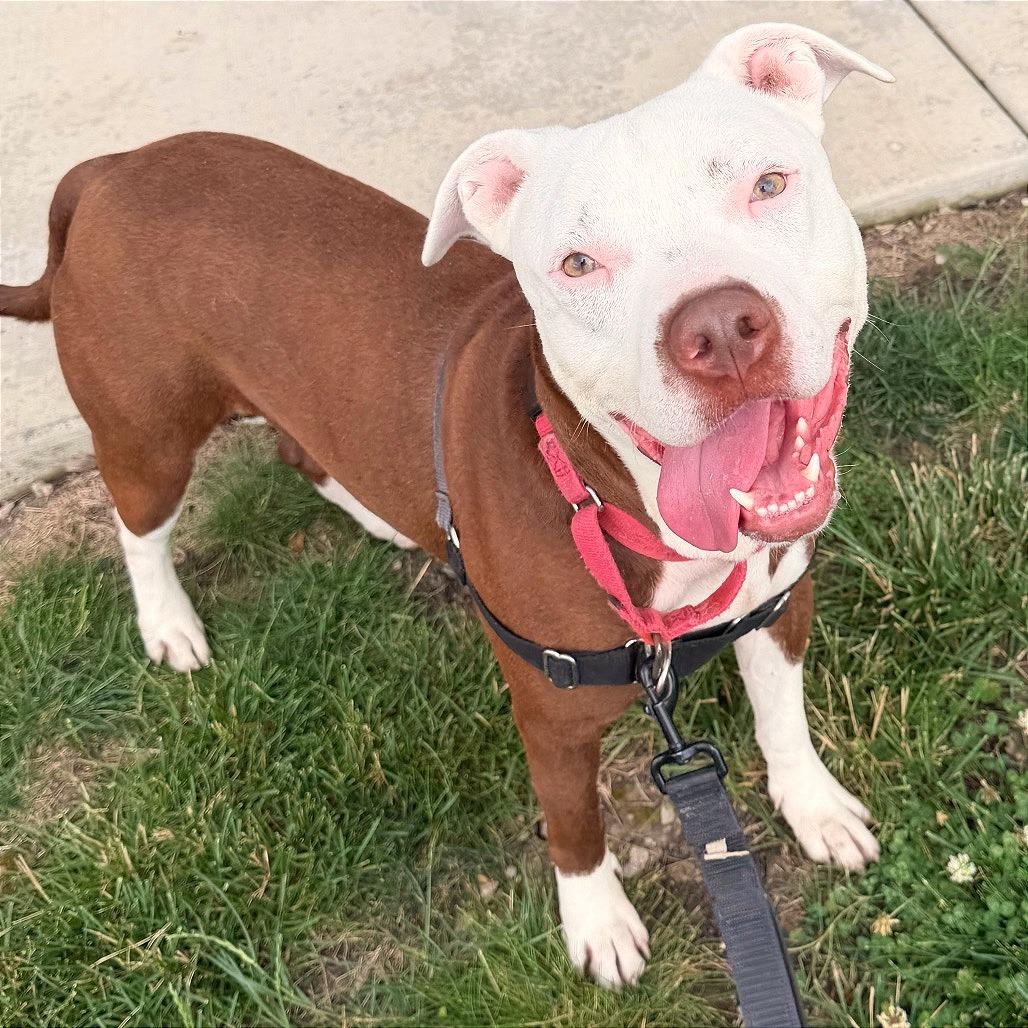 Aries, Adoptable, Adult Male Pit Bull Terrier.