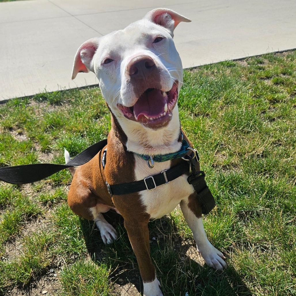 Aries, a Adoptable Pit Bull Terrier in Champaign, IL image 2/6