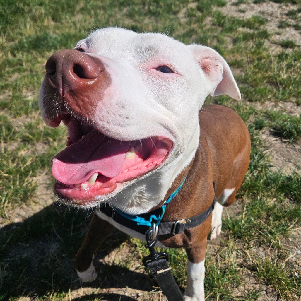 Aries, a Adoptable Pit Bull Terrier in Champaign, IL image 3/6