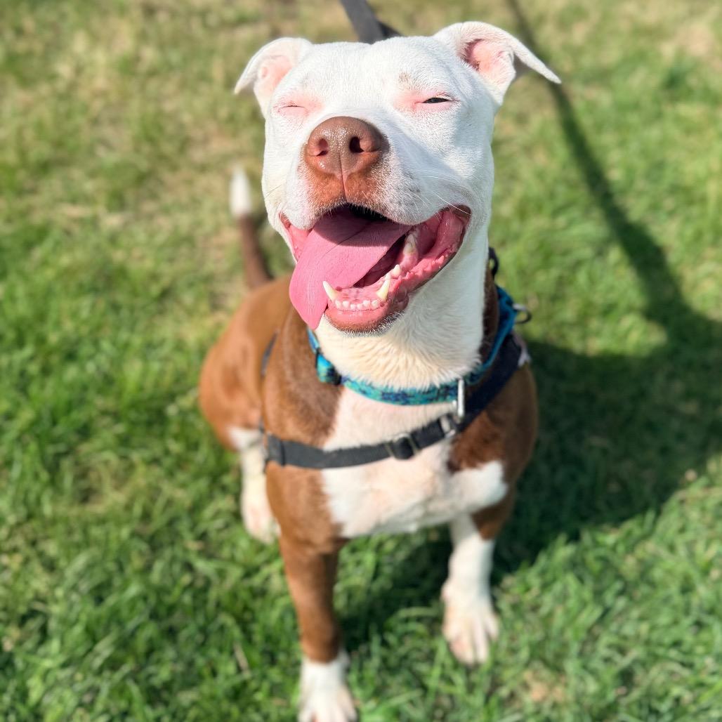 Aries, a Adoptable Pit Bull Terrier in Champaign, IL image 4/6