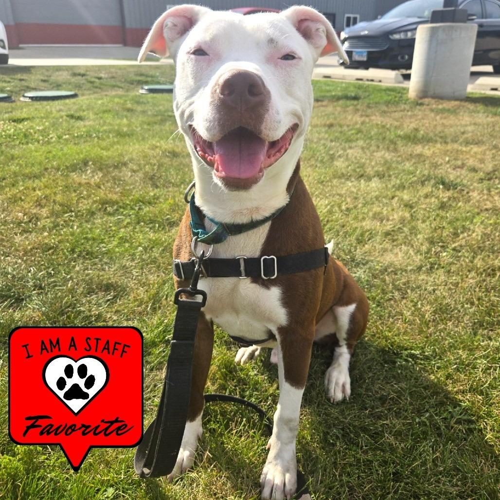 Aries, a Adoptable Pit Bull Terrier in Champaign, IL image 5/6