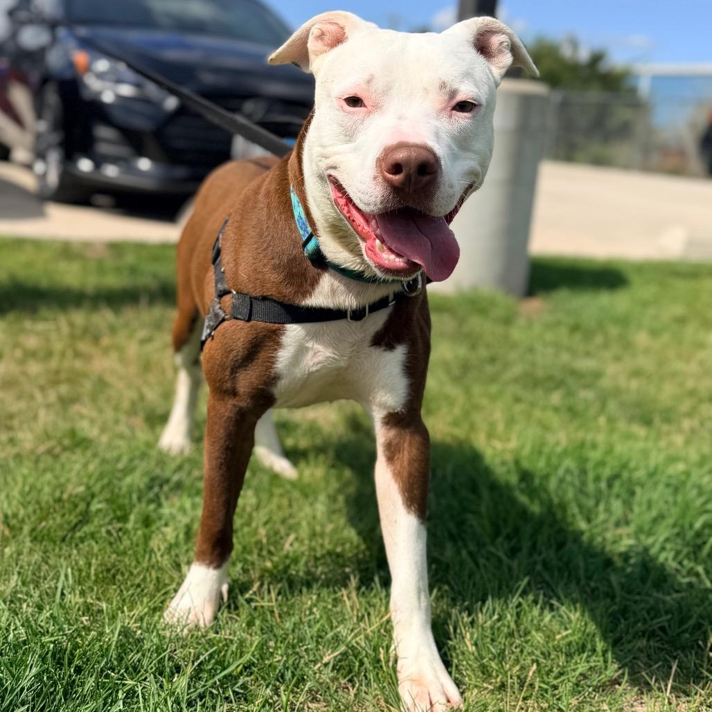 Aries, a Adoptable Pit Bull Terrier in Champaign, IL image 6/6