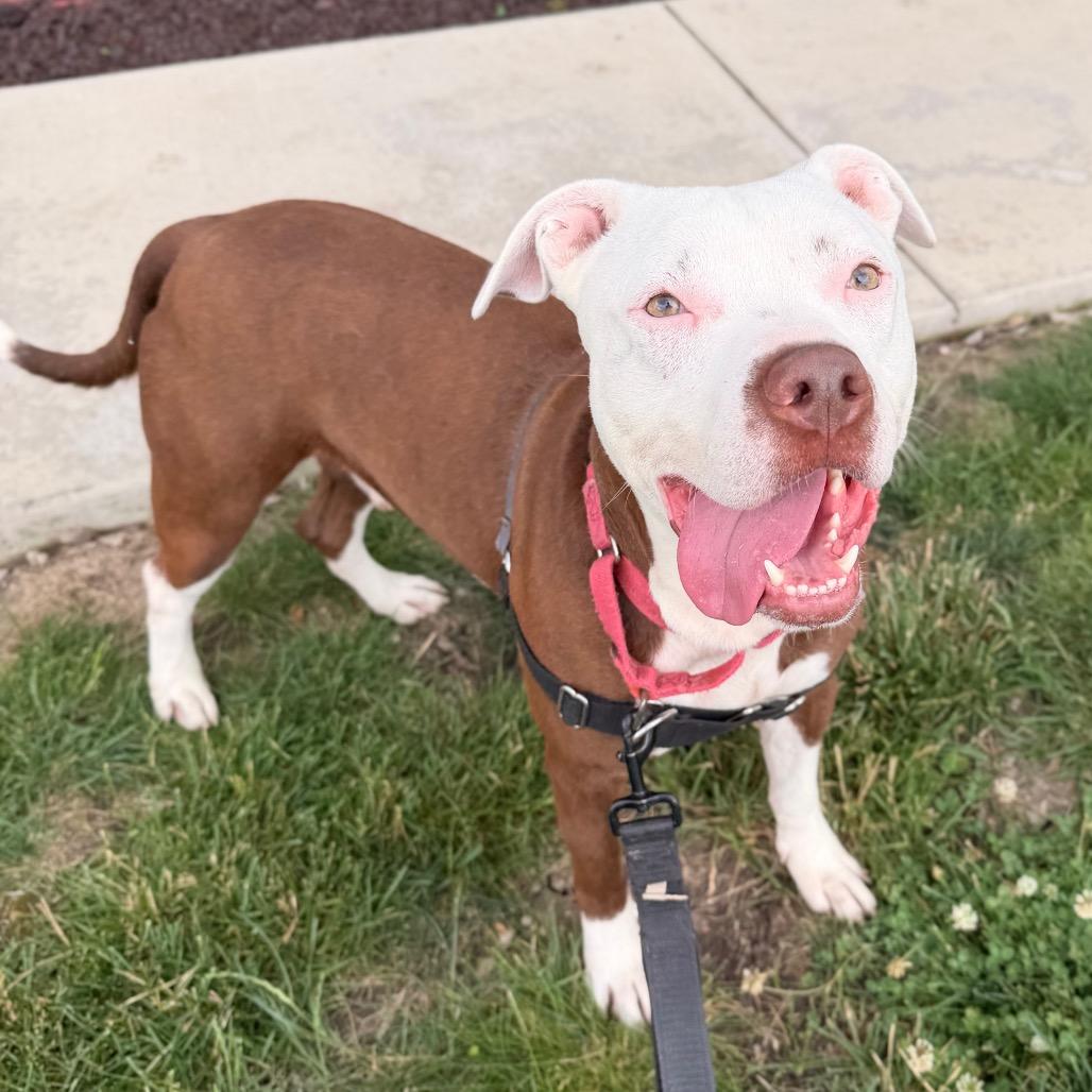 Aries, a Adoptable Pit Bull Terrier in Champaign, IL image 6/6