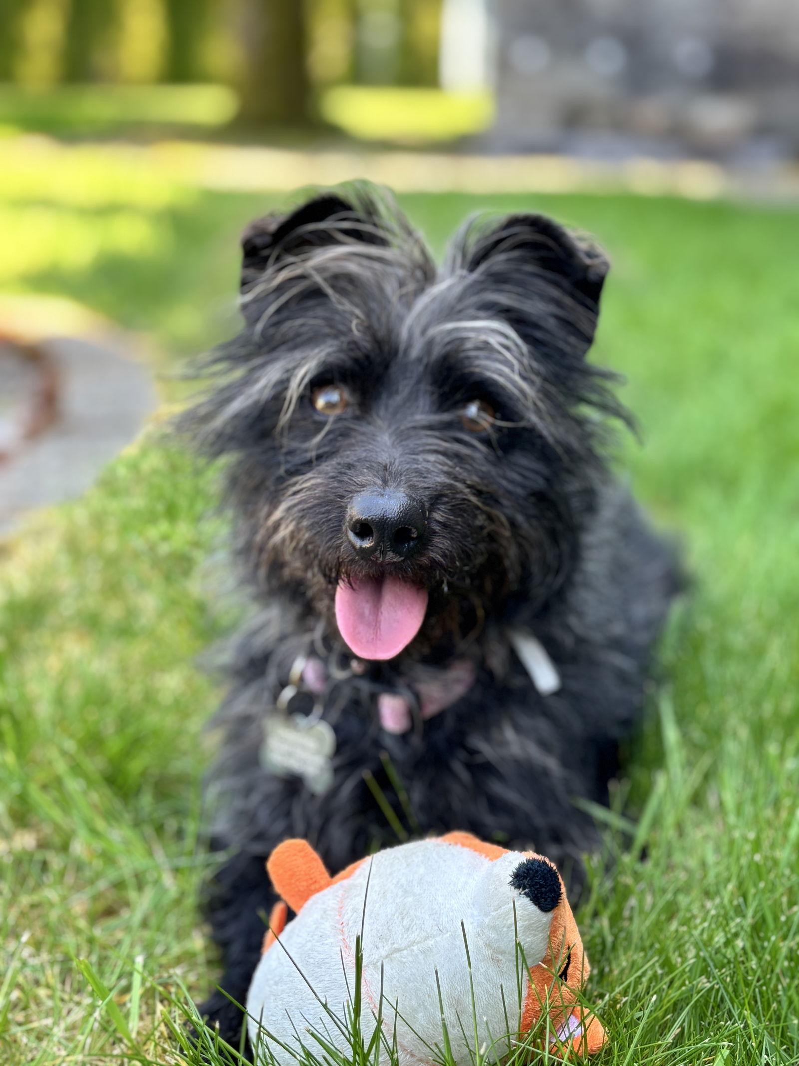 Oreo, Adopted, Young Female Poodle & Terrier.