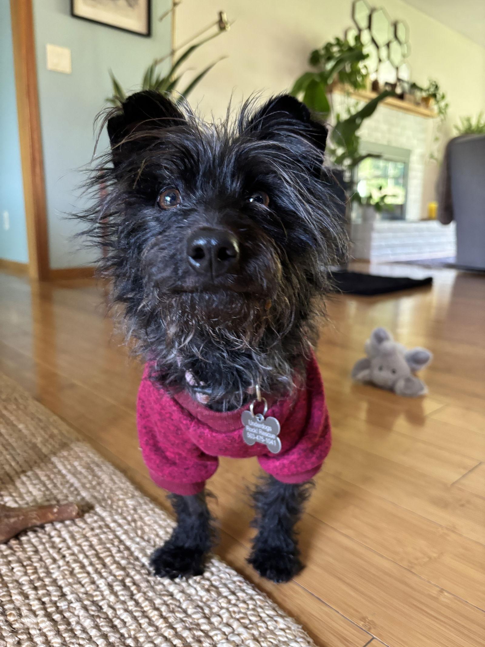 Enlarge Oreo, a Adopted mixed breed in Portland, OR image 2/3
