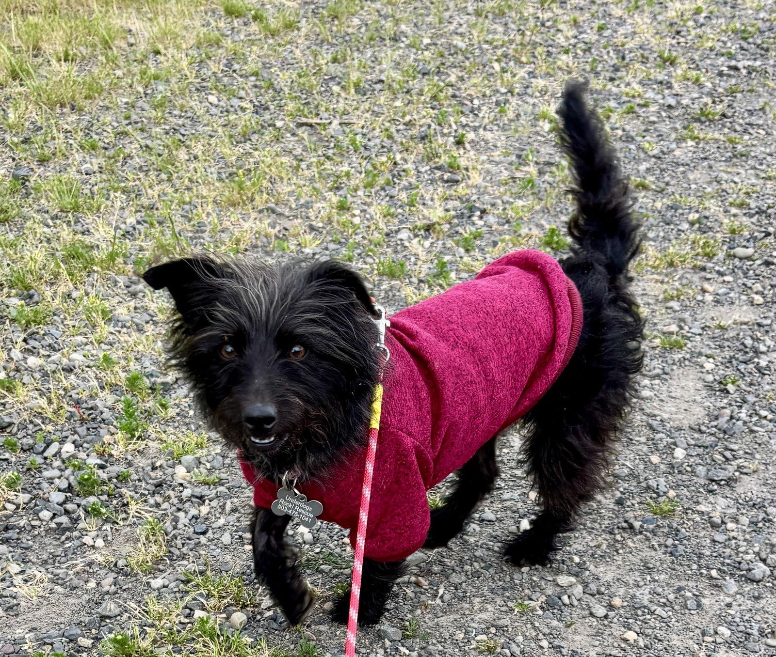 Enlarge Oreo, a Adopted mixed breed in Portland, OR image 3/3