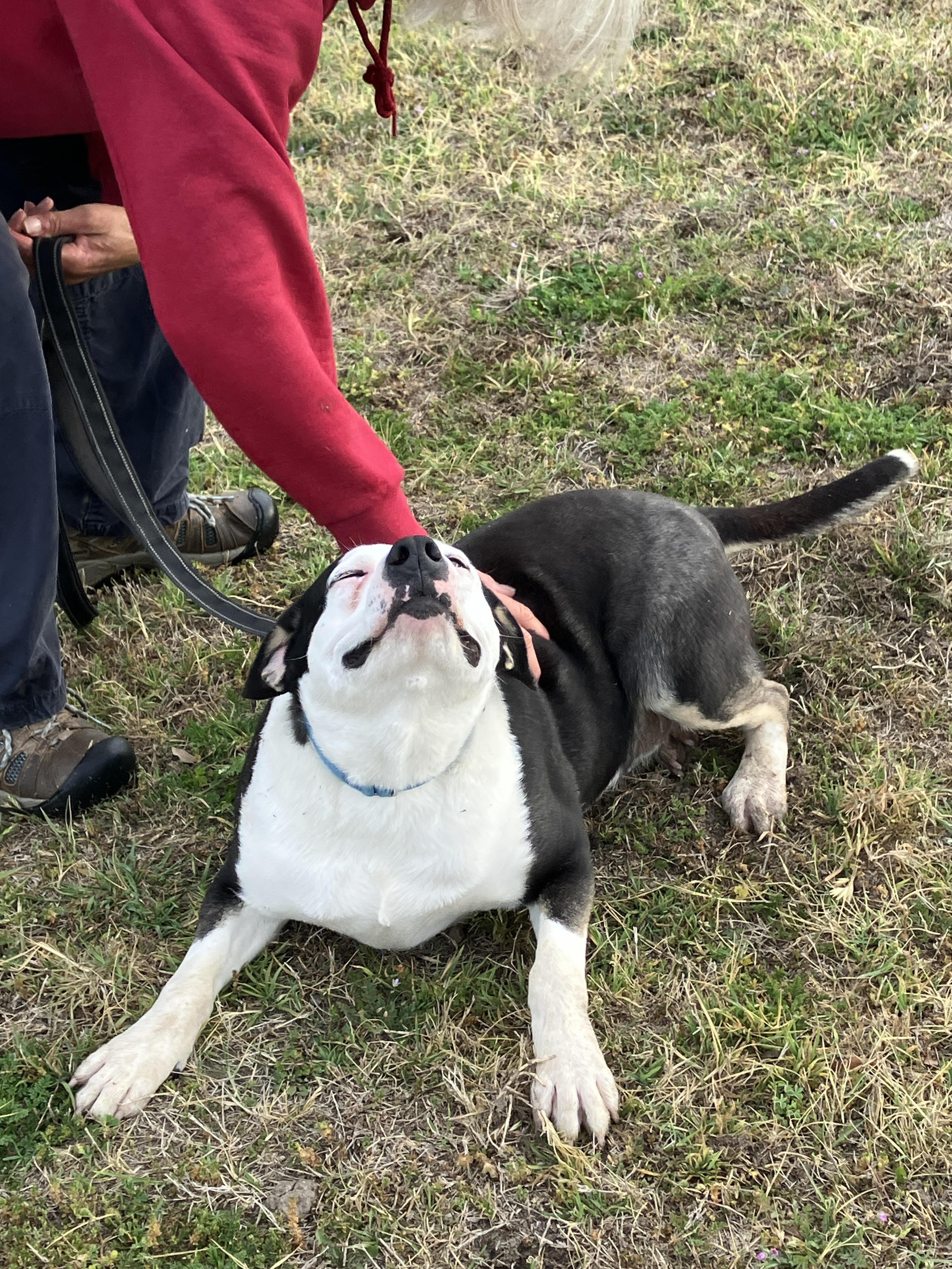 Enlarge ROSE - Sweet Soul, an adopted mixed breed in Waco, TX image 4/6