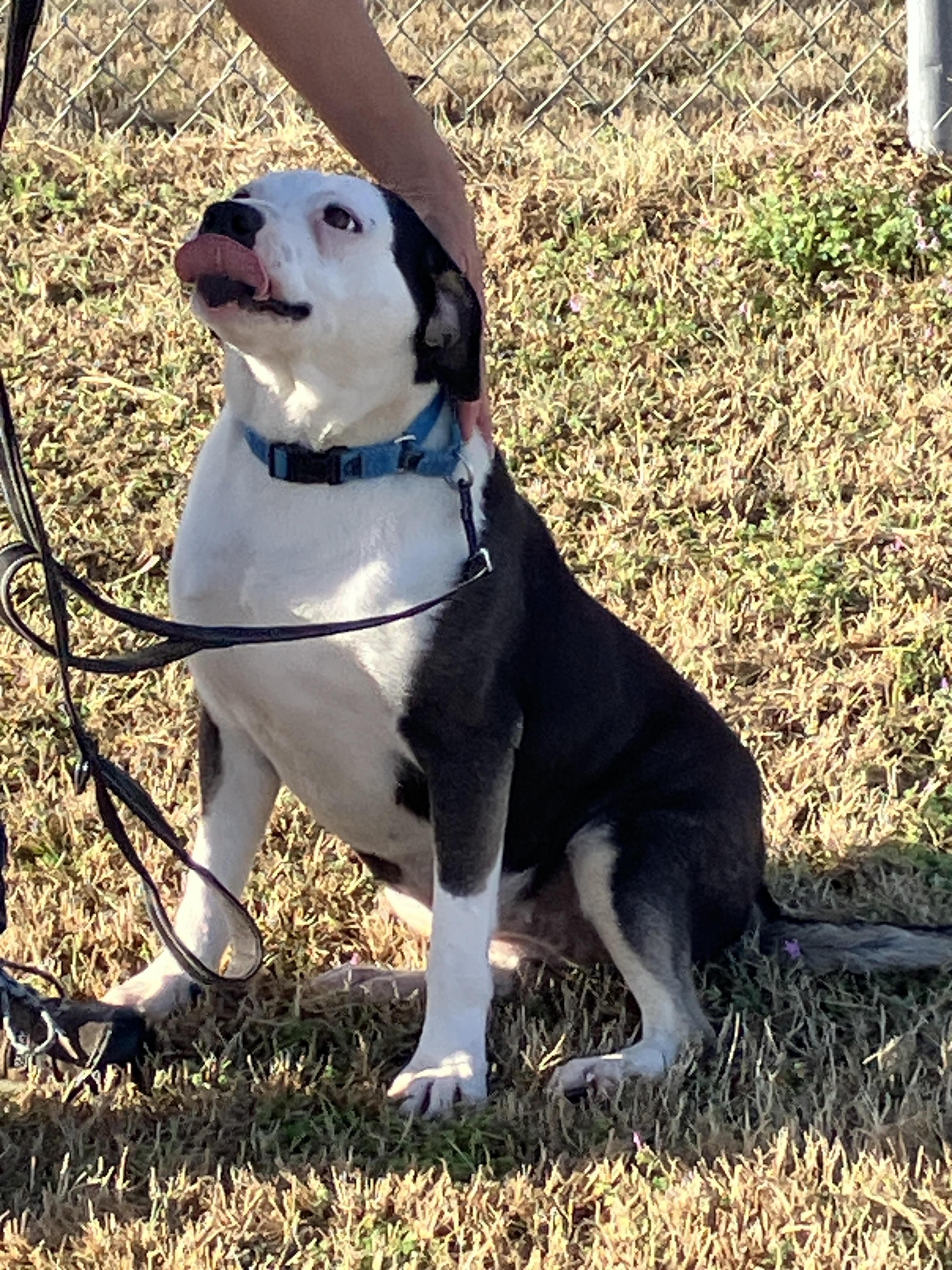 Enlarge ROSE - Sweet Soul, an adopted mixed breed in Waco, TX image 1/6