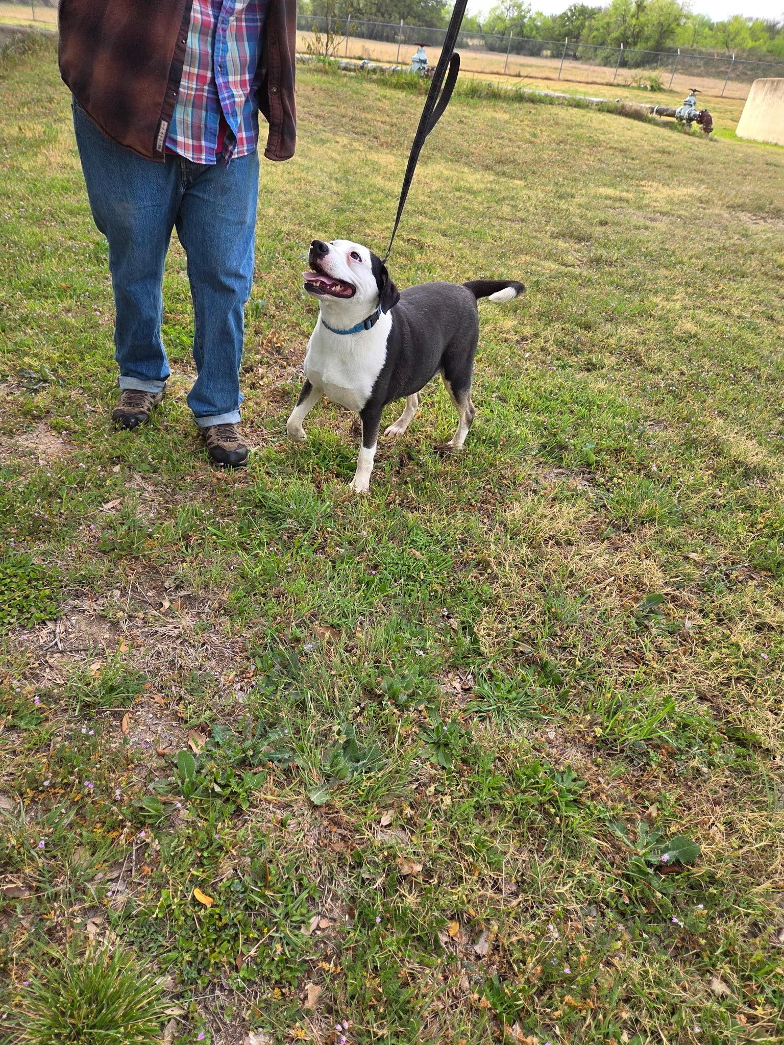Enlarge ROSE - Sweet Soul, an adopted mixed breed in Waco, TX image 5/6