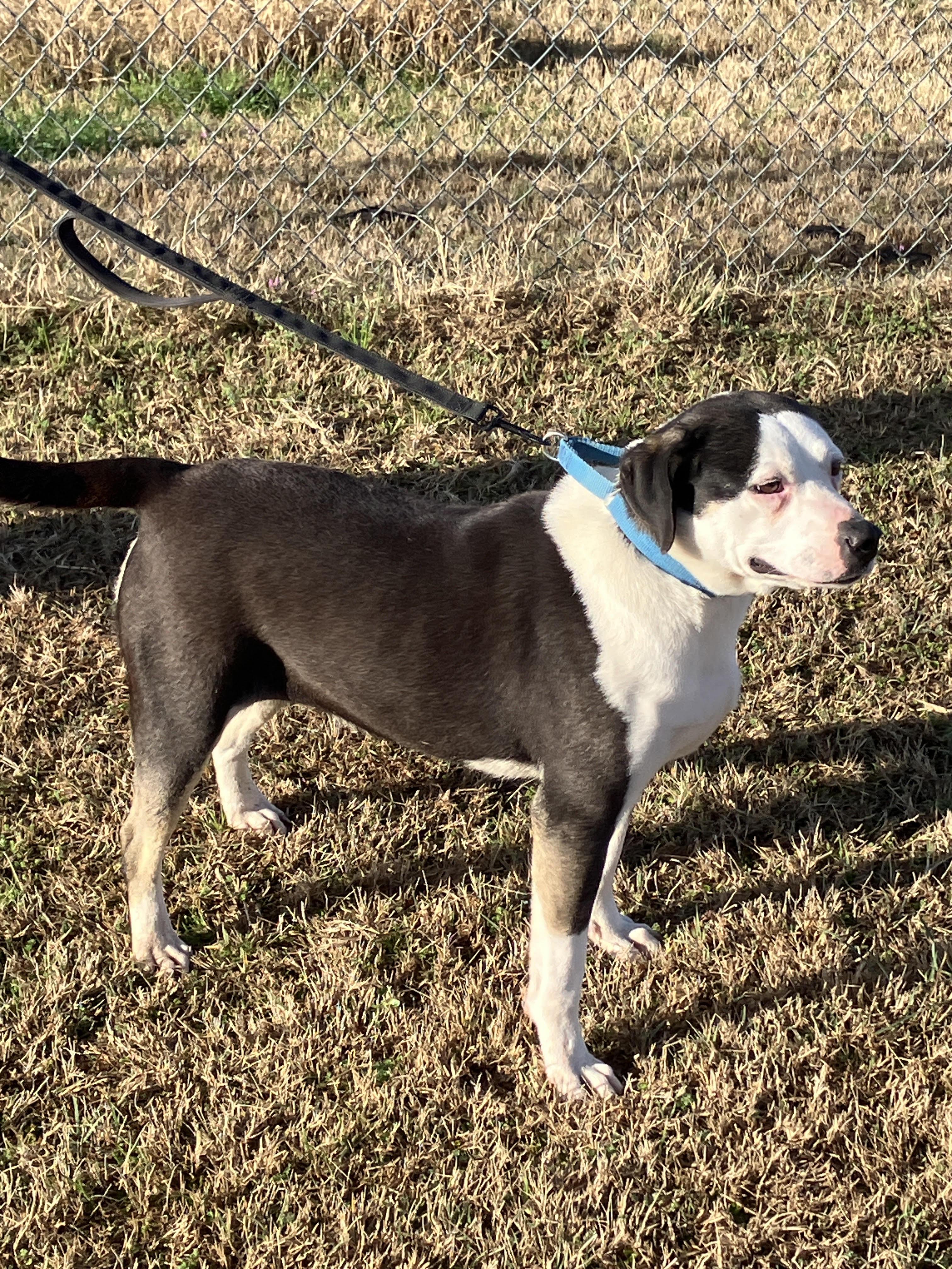 Enlarge ROSE - Sweet Soul, an adopted mixed breed in Waco, TX image 2/6
