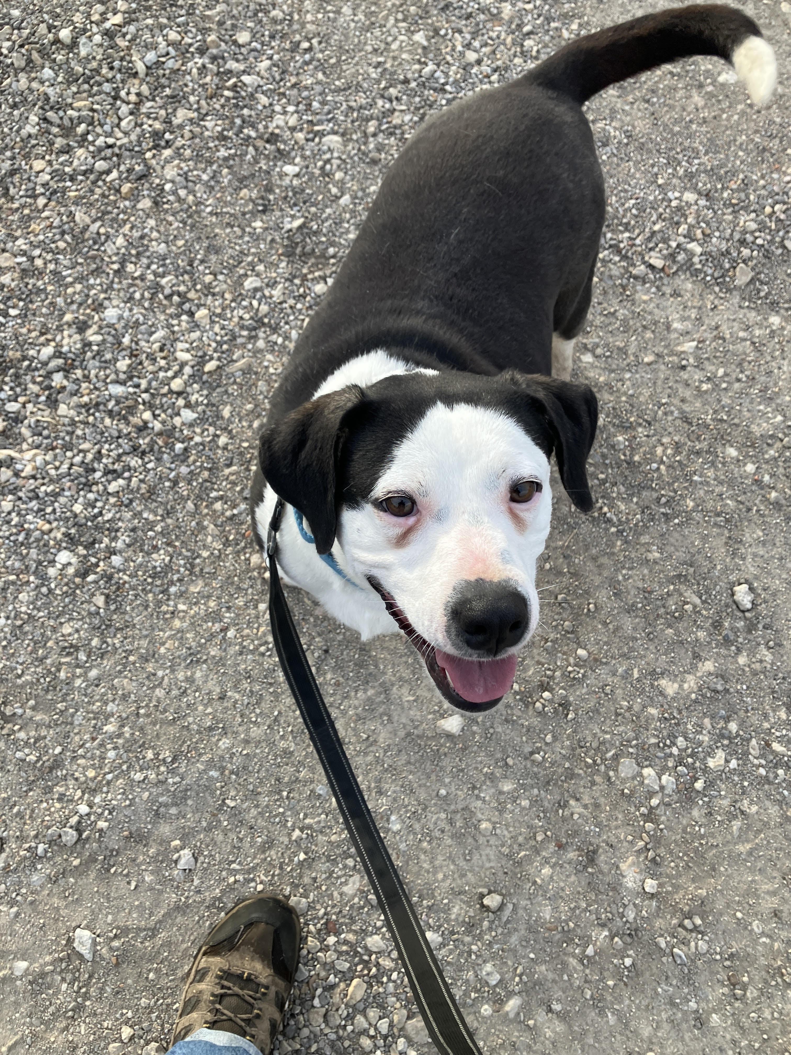 Enlarge ROSE - Sweet Soul, an adopted mixed breed in Waco, TX image 3/6