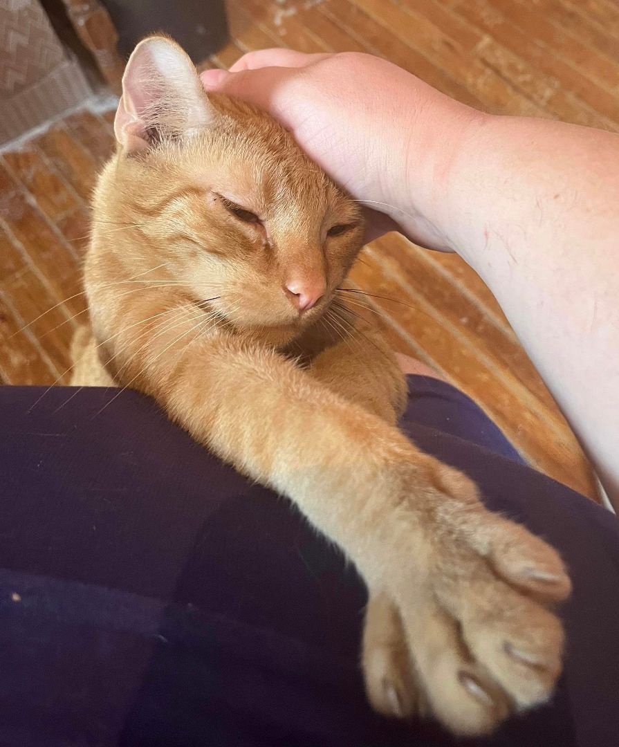 Enlarge Mischief, a Adopted Domestic Short Hair in Pekin, IL image 1/10