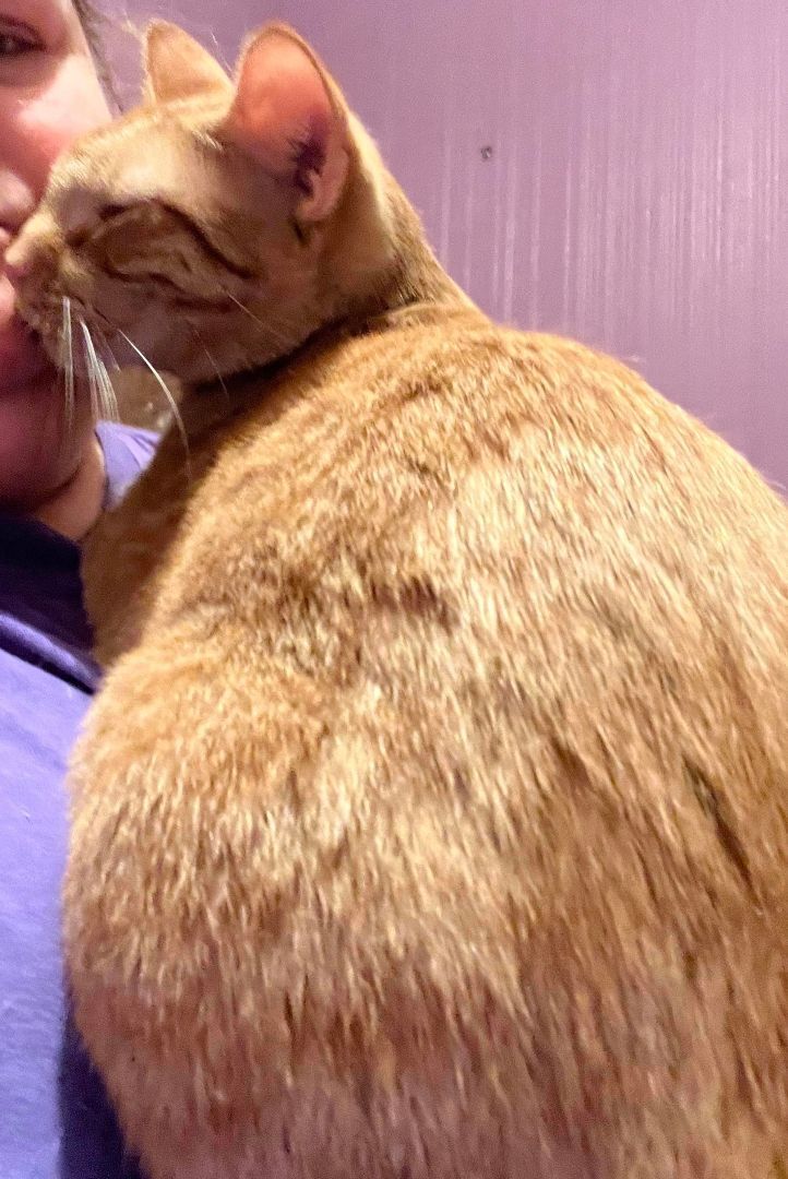 Enlarge Mischief, a Adopted Domestic Short Hair in Pekin, IL image 2/10