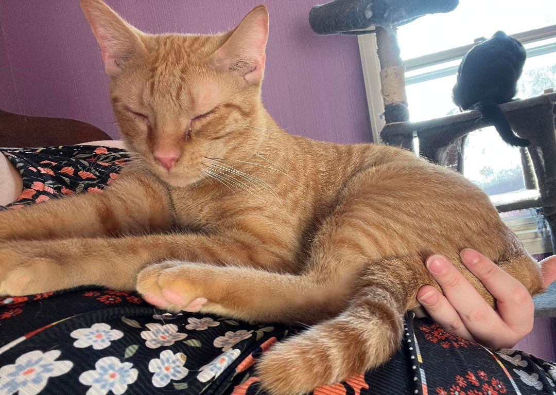 Enlarge Mischief, a Adopted Domestic Short Hair in Pekin, IL image 3/10