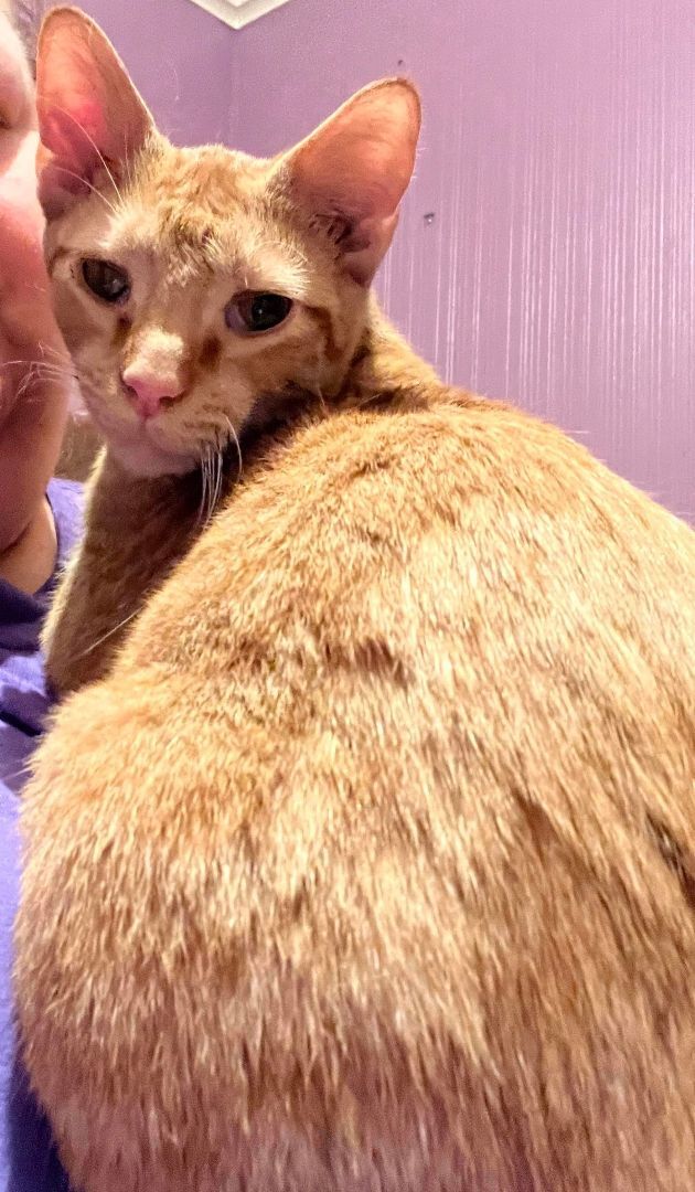 Enlarge Mischief, a Adopted Domestic Short Hair in Pekin, IL image 4/10