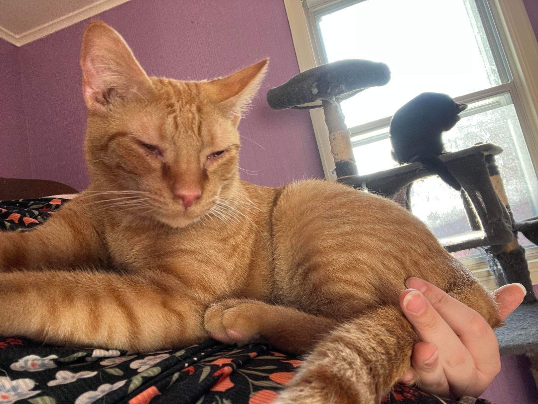 Enlarge Mischief, a Adopted Domestic Short Hair in Pekin, IL image 5/10