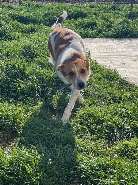 Enlarge Lilly, a Adopted mixed breed in Sanger, TX image 1/5
