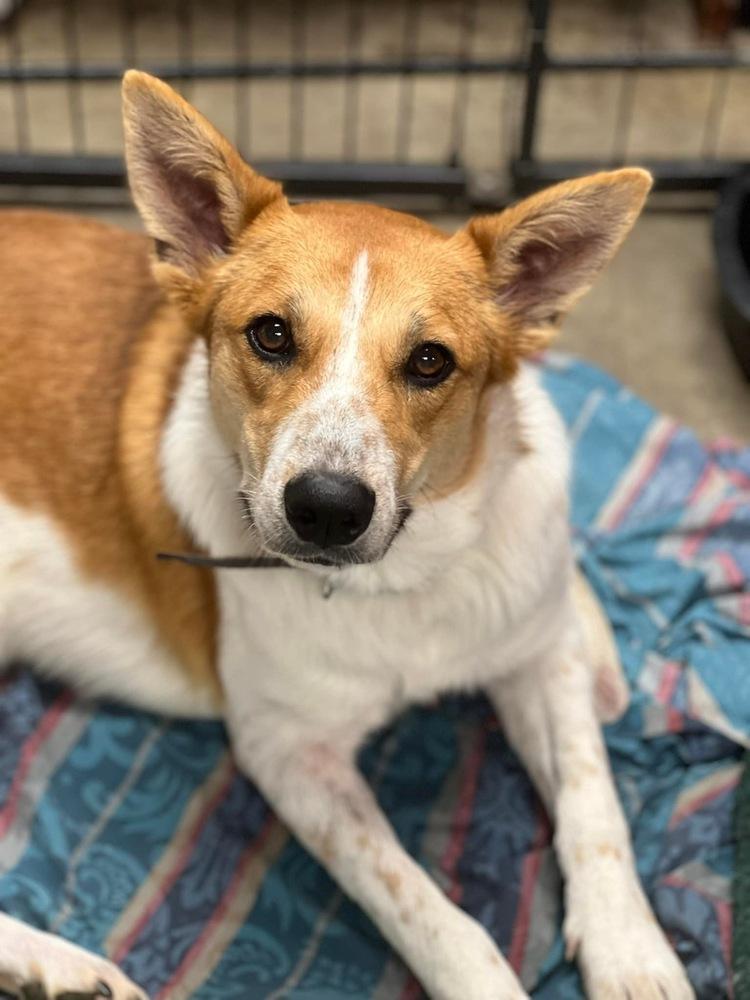 Enlarge Lilly, a Adopted mixed breed in Sanger, TX image 2/5