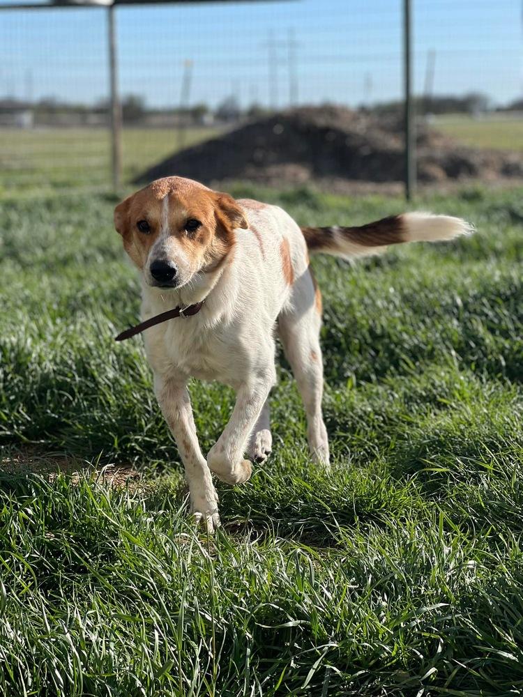 Enlarge Lilly, a Adopted mixed breed in Sanger, TX image 3/5