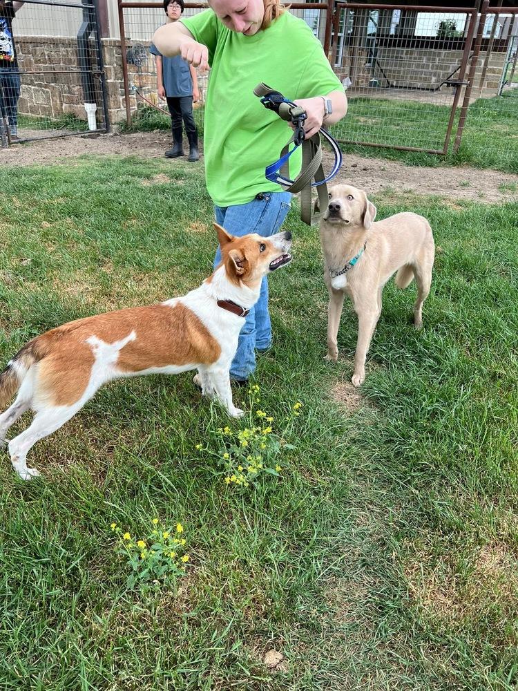 Enlarge Lilly, a Adopted mixed breed in Sanger, TX image 4/5