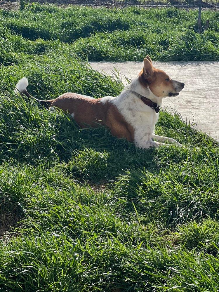 Enlarge Lilly, a Adopted mixed breed in Sanger, TX image 5/5