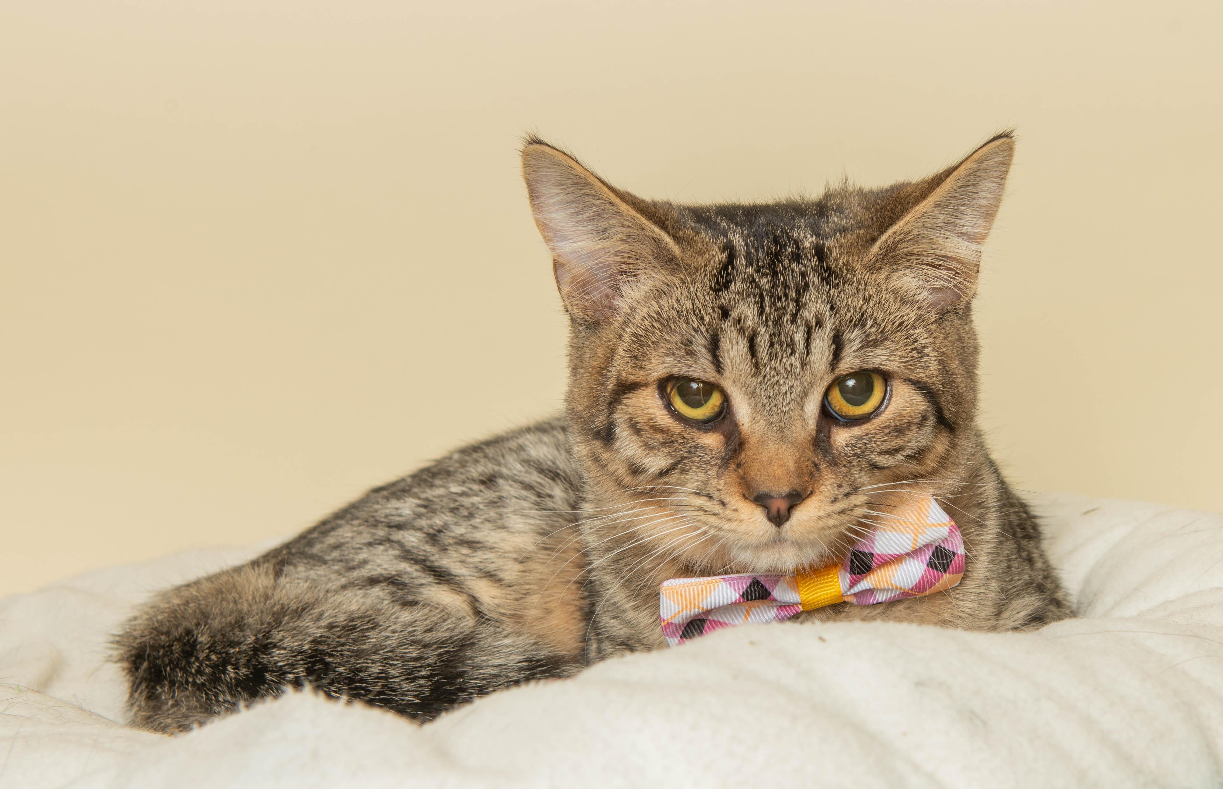Enlarge SUNNY (LOVES TO PLAY), a ADOPTABLE Domestic Short Hair in Wyandotte, MI image 1/1