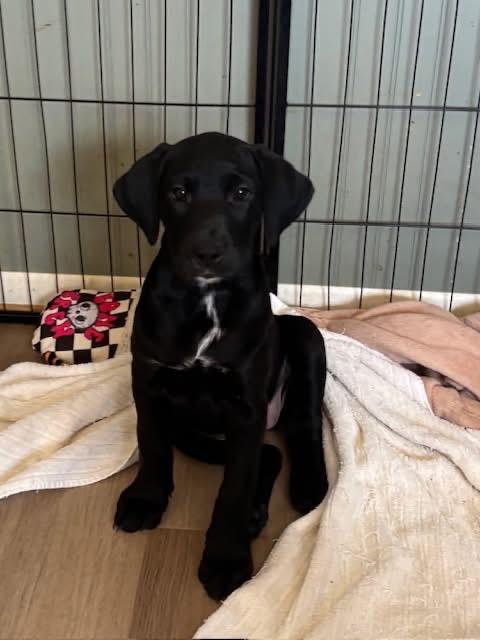 Enlarge Mary Todd Lincoln, an adopted mixed breed in Orland Park, IL image 3/3