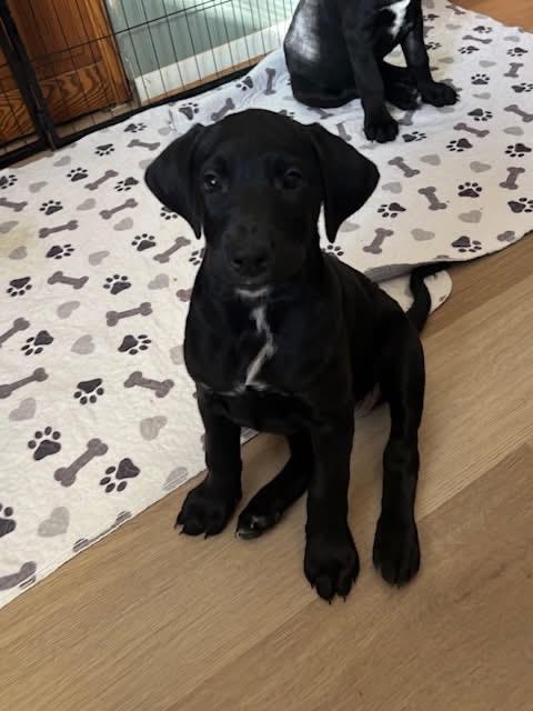 Enlarge Mary Todd Lincoln, an adopted mixed breed in Orland Park, IL image 1/3