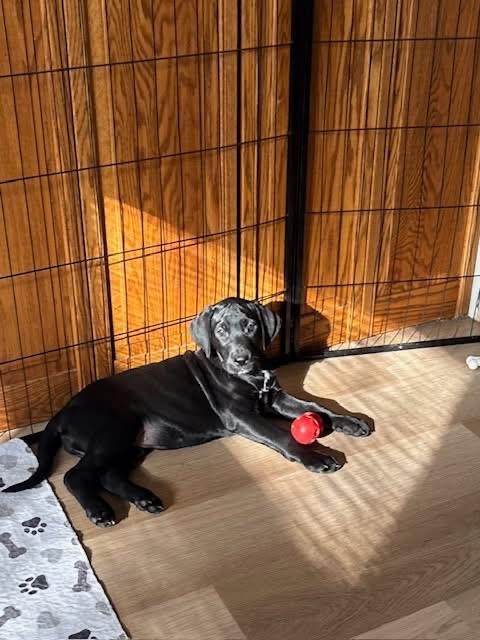 Enlarge Mary Todd Lincoln, an adopted mixed breed in Orland Park, IL image 2/3