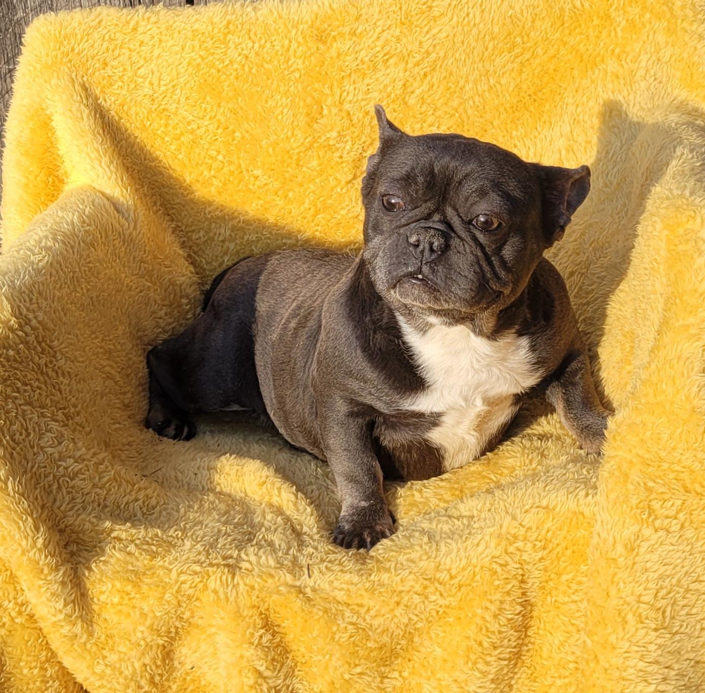 Enlarge GOOFBALL (BLUE/WHT), an adopted French Bulldog in Woodsfield, OH image 1/5