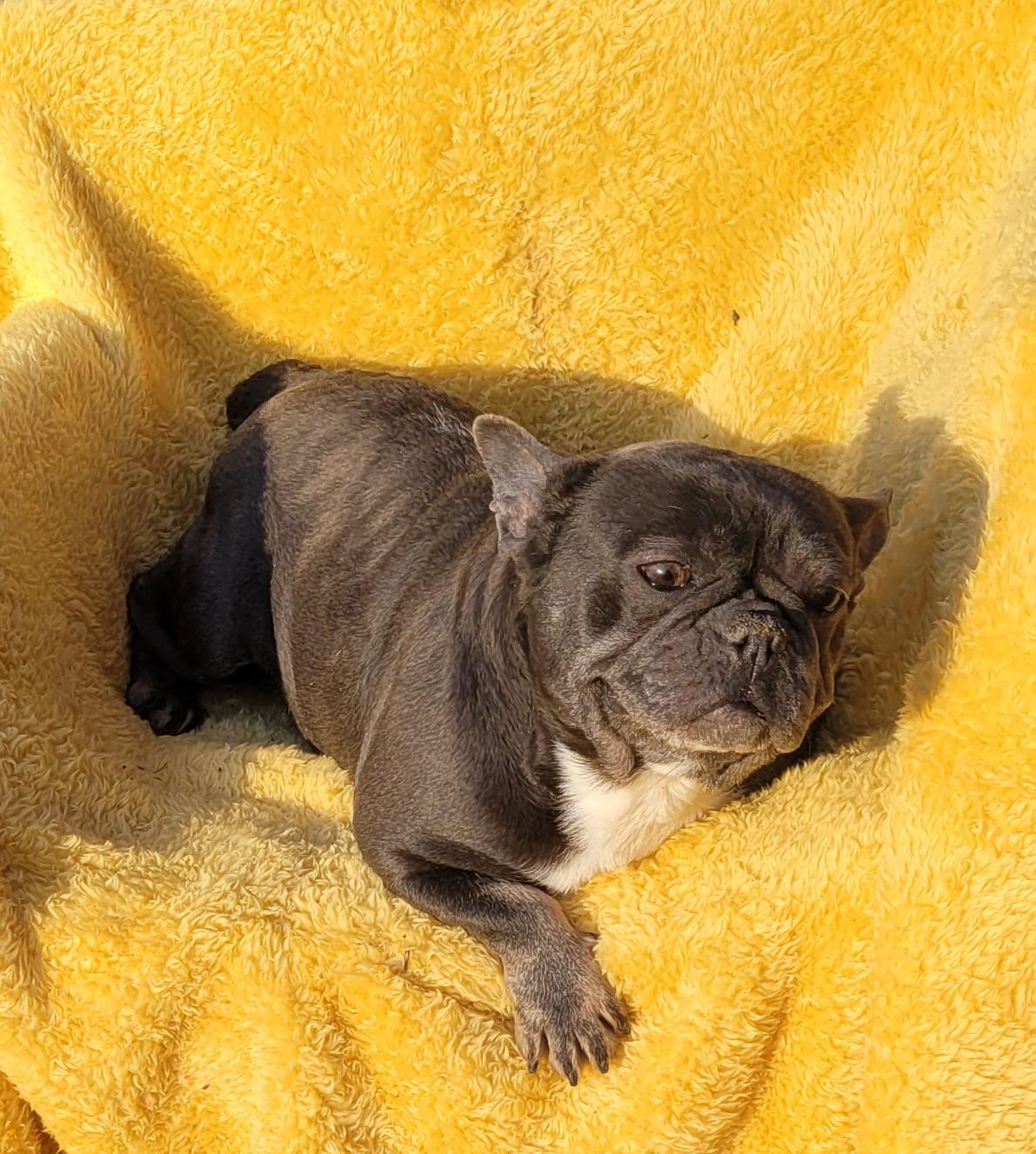 Enlarge GOOFBALL (BLUE/WHT), an adopted French Bulldog in Woodsfield, OH image 2/5