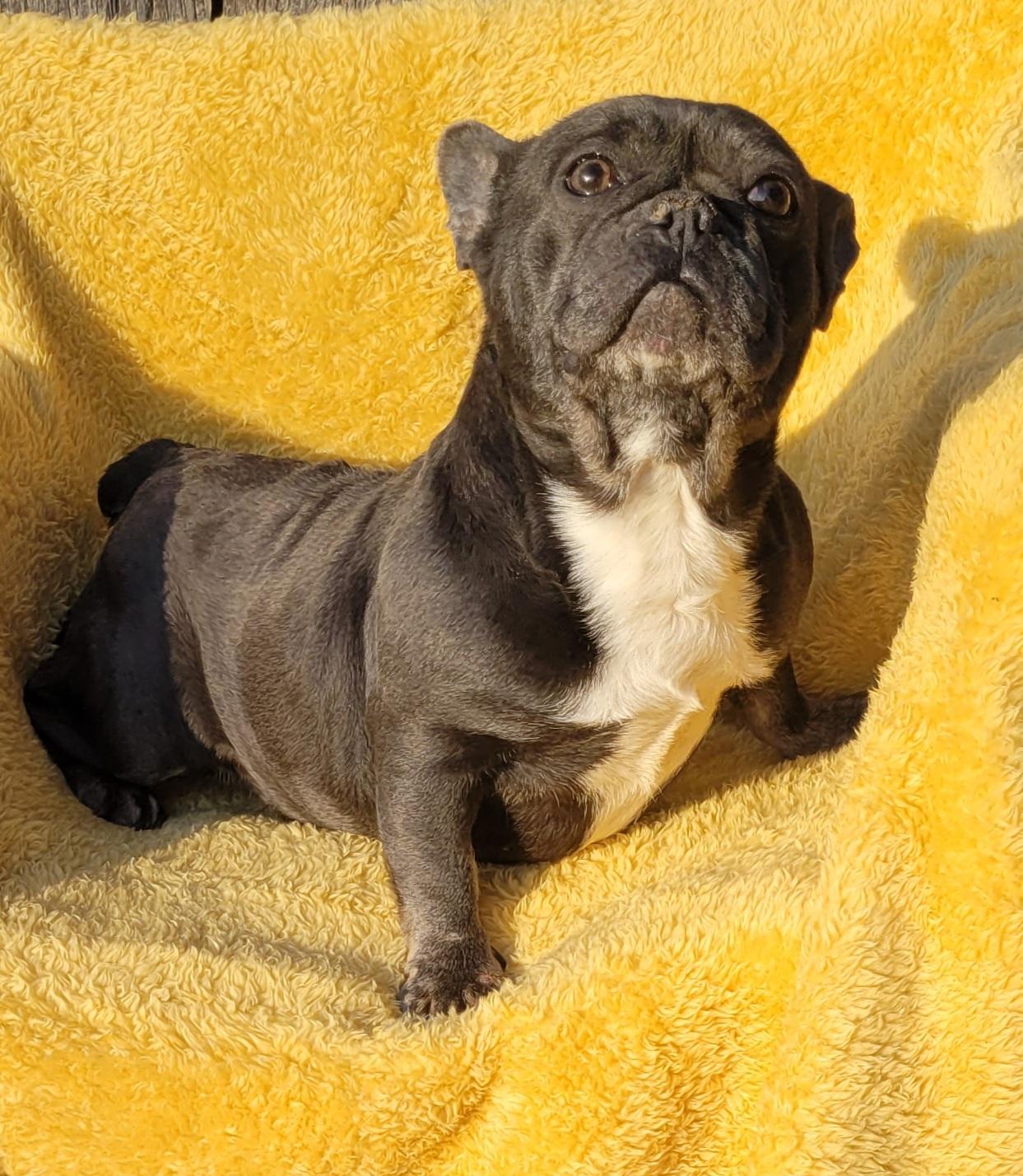 Enlarge GOOFBALL (BLUE/WHT), an adopted French Bulldog in Woodsfield, OH image 3/5