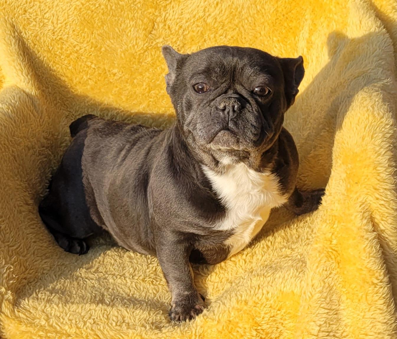GOOFBALL (BLUE/WHT), Adoptable, Adult Female French Bulldog.