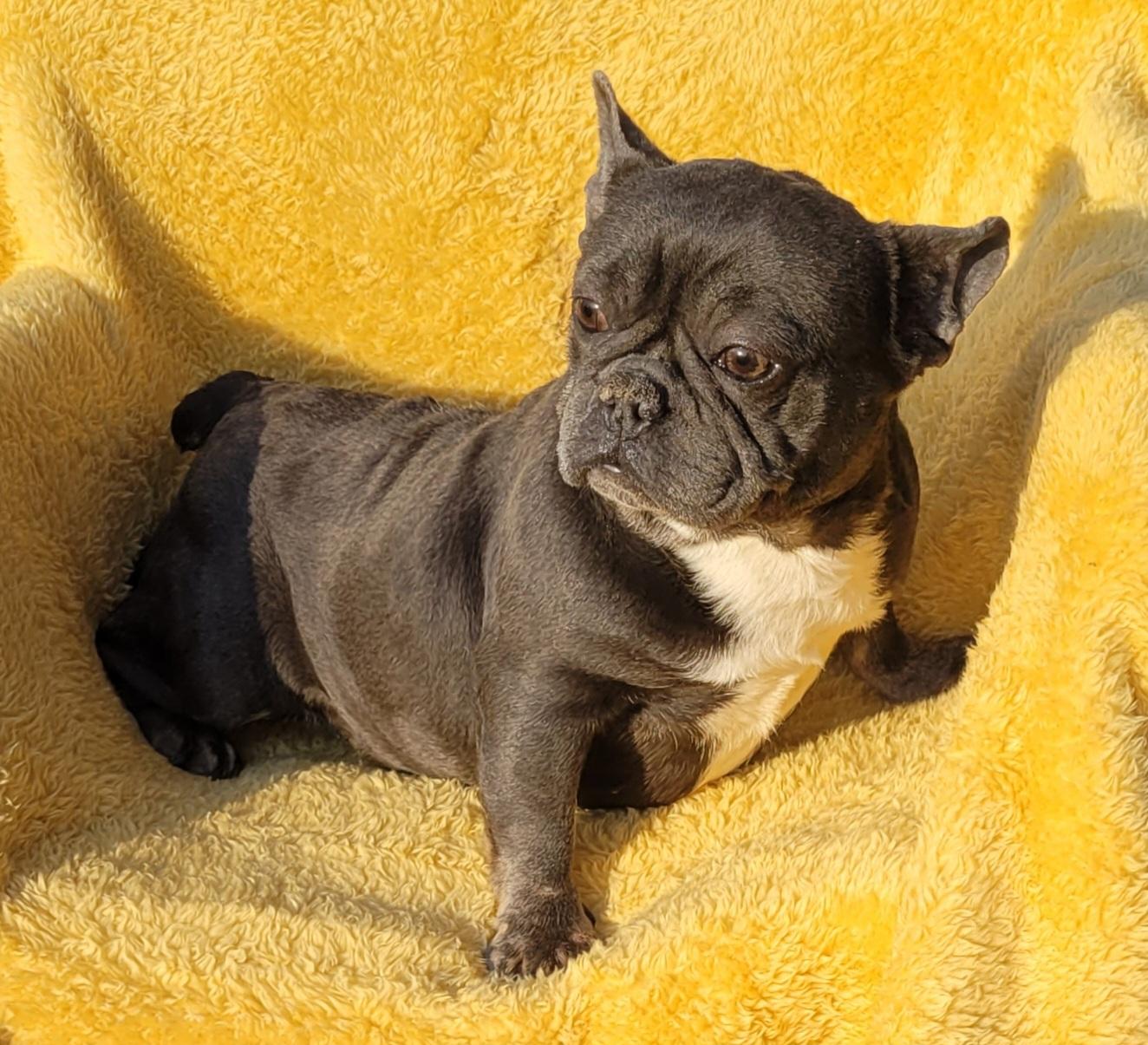 Enlarge GOOFBALL (BLUE/WHT), an adopted French Bulldog in Woodsfield, OH image 5/5