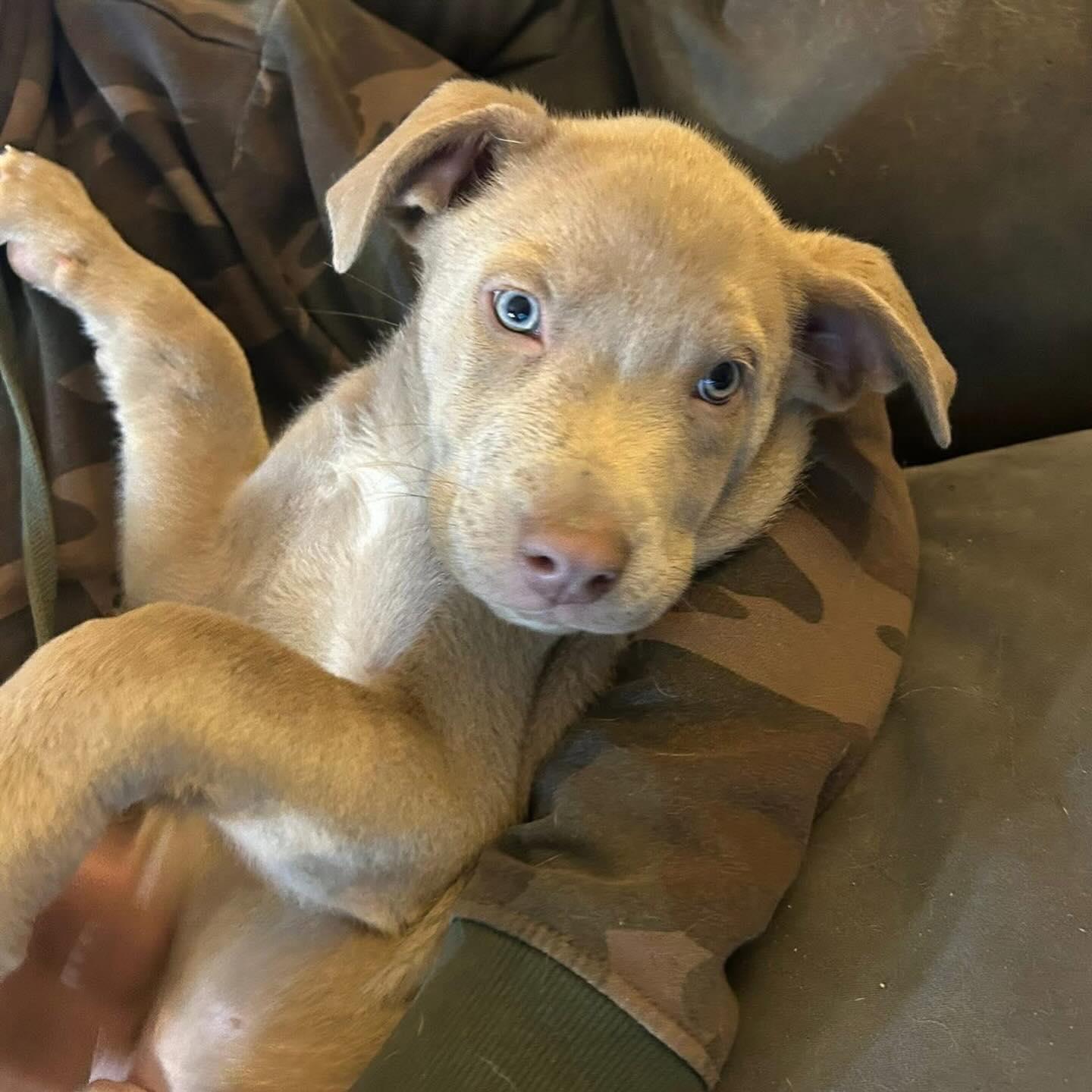 joc, ADOPTABLE, Young Male American Staffordshire Terrier.