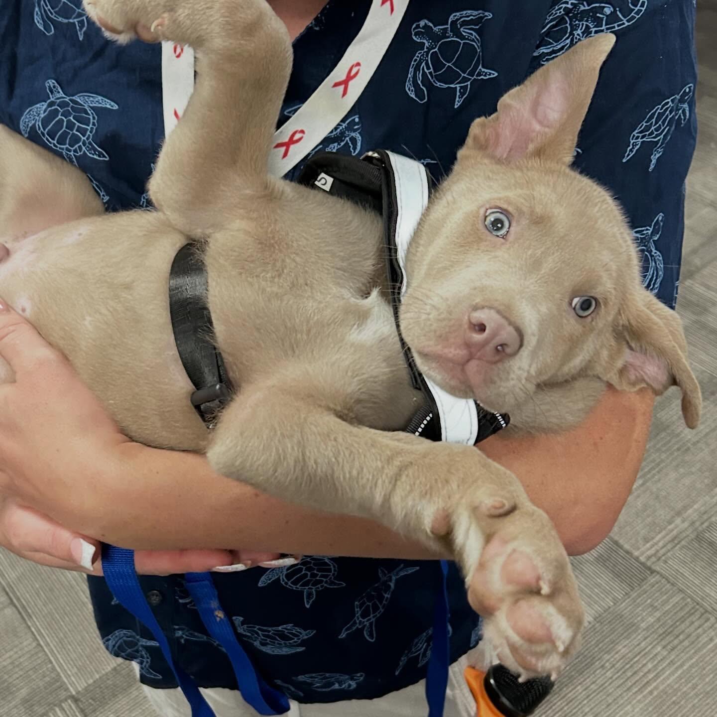 Enlarge joc, a ADOPTABLE mixed breed in Kenmore, NY image 2/2