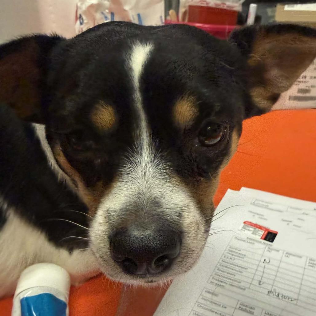 Limeade — thumbnail 2