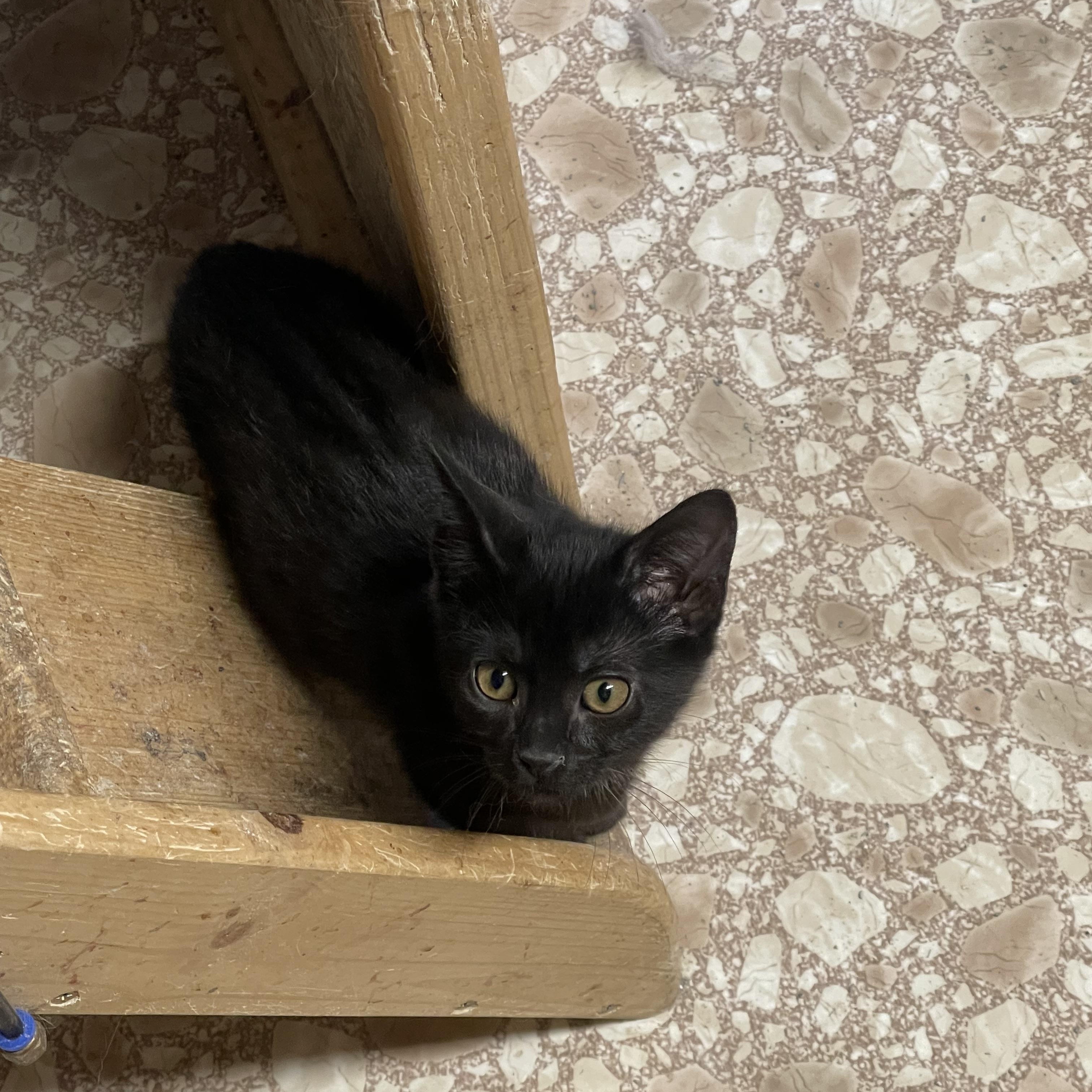 Starling, an adoptable Domestic Short Hair in Ronan, MT, 59864 | Photo Image 1