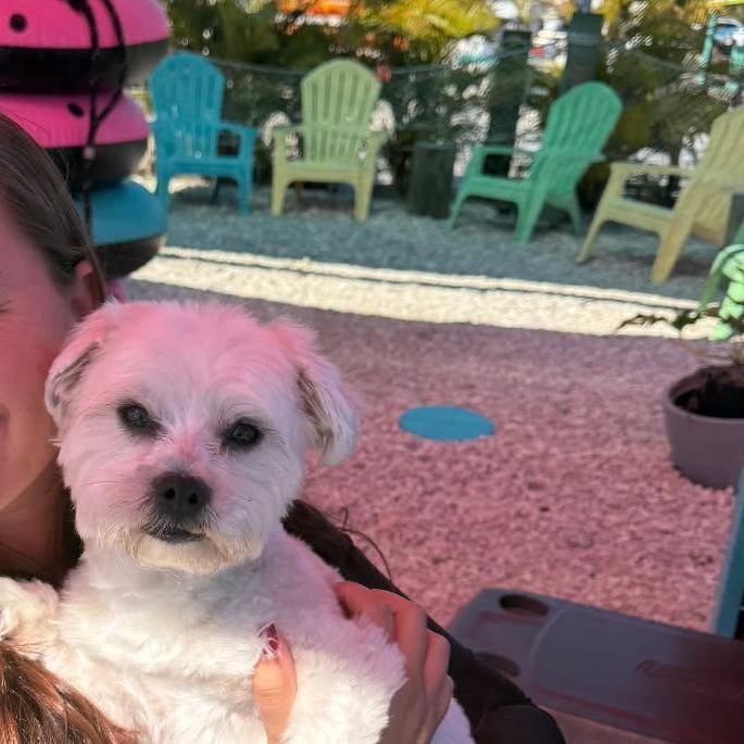 Enlarge Pooh Bear, an adopted mixed breed in Cape Coral, FL image 2/3