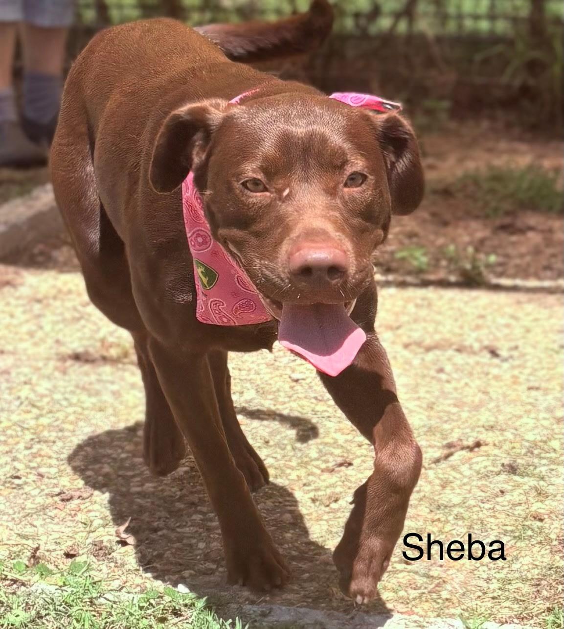 Sheba