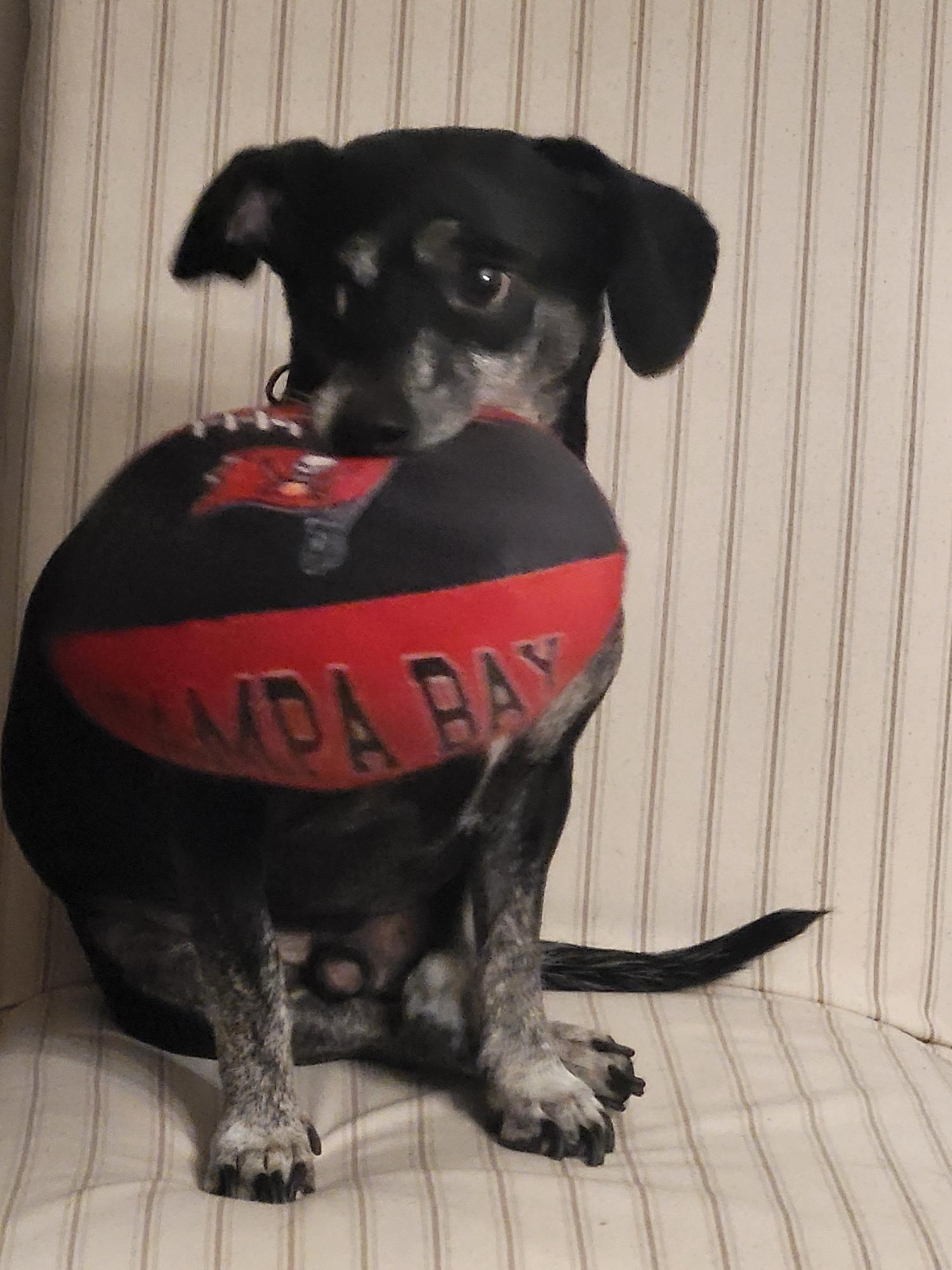 Duke, ADOPTABLE, Senior Male Dachshund.