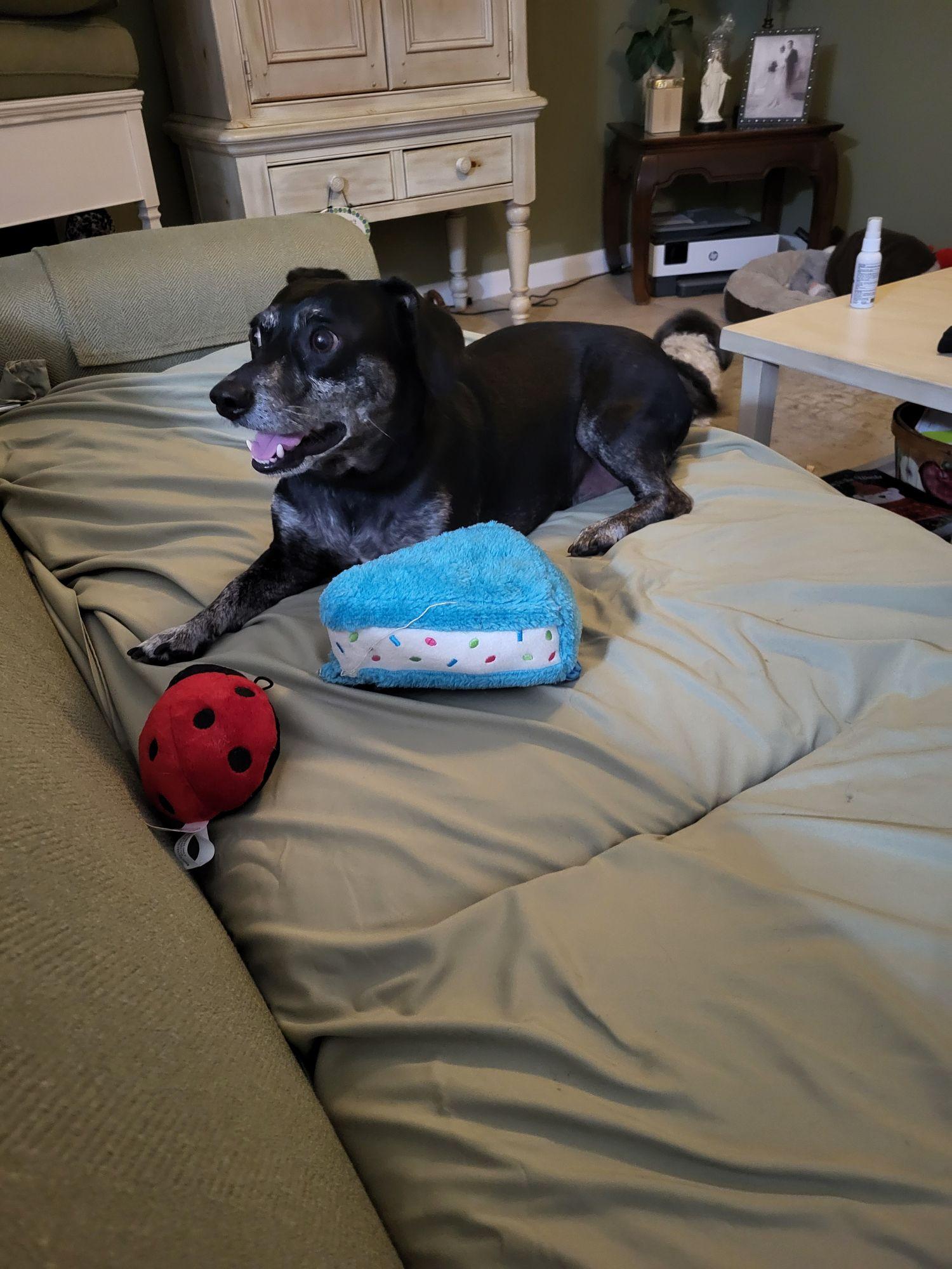 Enlarge Duke, a ADOPTABLE mixed breed in Tampa, FL image 2/2