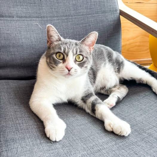 Yackety Yak, Adoptable, Young Female Domestic Short Hair.