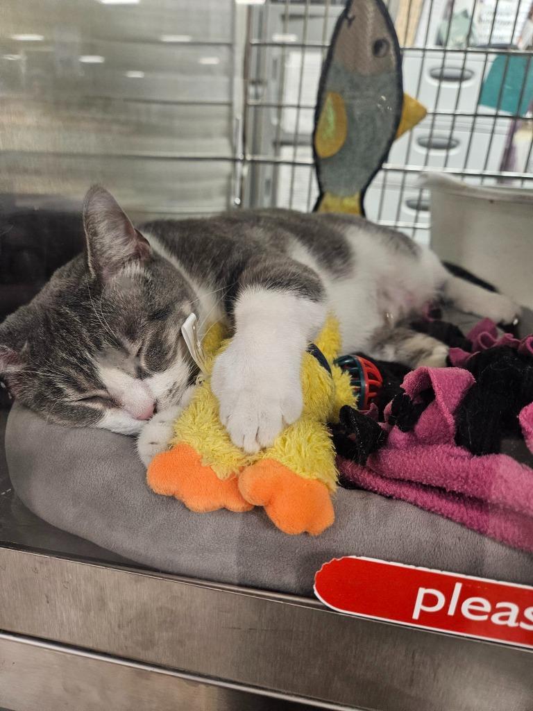 Enlarge Yackety Yak, a Adoptable mixed breed in St. Louis, MO image 2/6