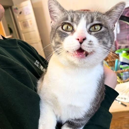 Enlarge Yackety Yak, a Adoptable mixed breed in St. Louis, MO image 3/6