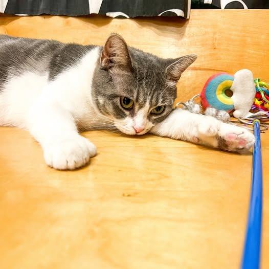 Enlarge Yackety Yak, a Adoptable mixed breed in St. Louis, MO image 5/6